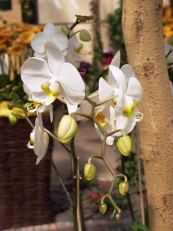 Орхидея Фаленопсис, Orchid Phalaenopsis, орхидея фото