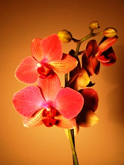 Орхидея Каттлея, Orchid Cattleya, орхидея фото